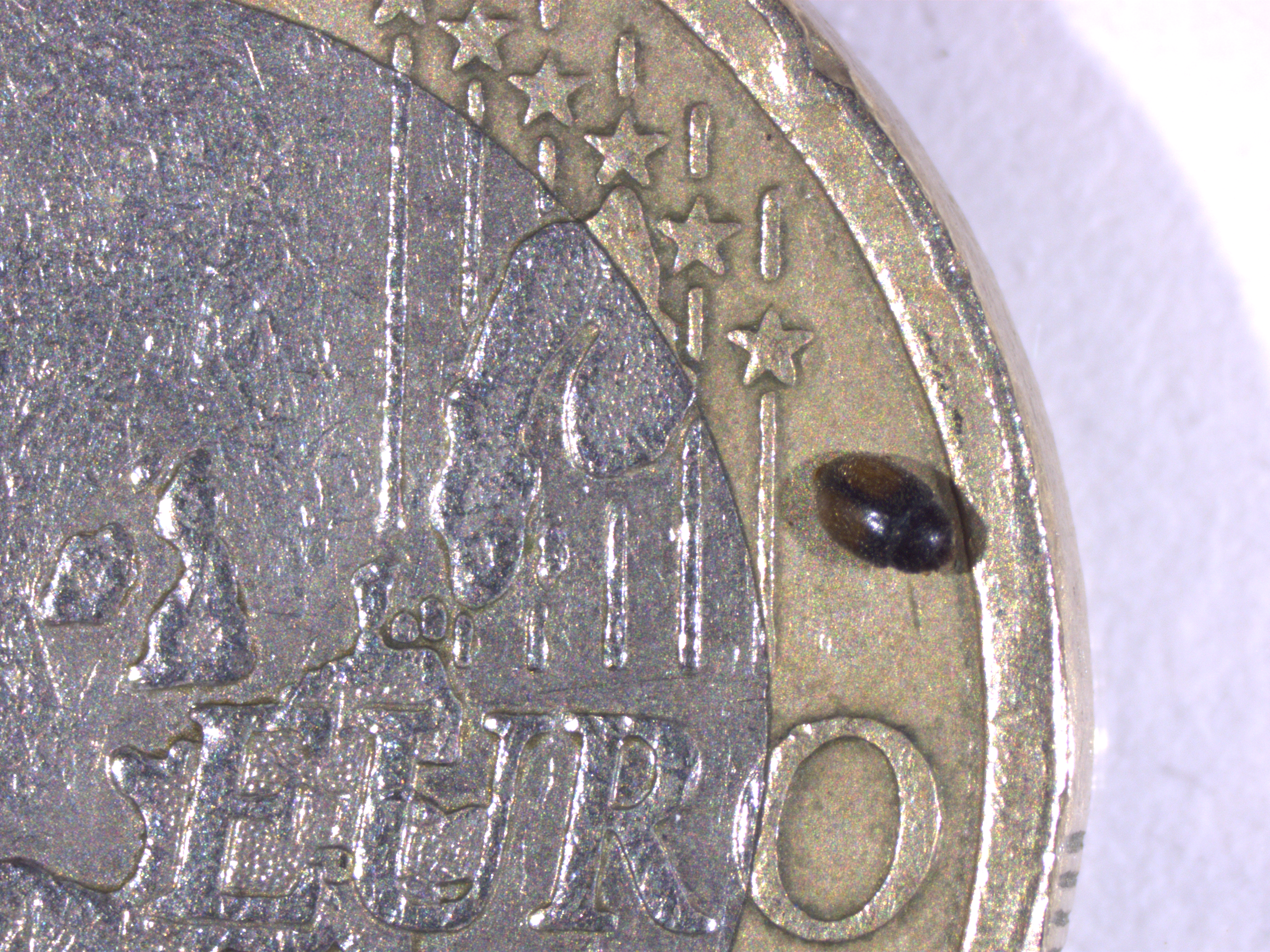 Nephus voelztkowi on a 1 euro coin